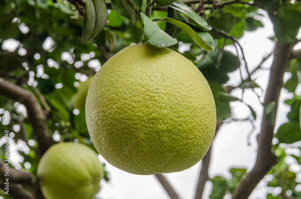 Pommelo Pommelo
