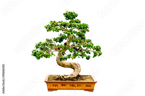 bonsai tree Isolated