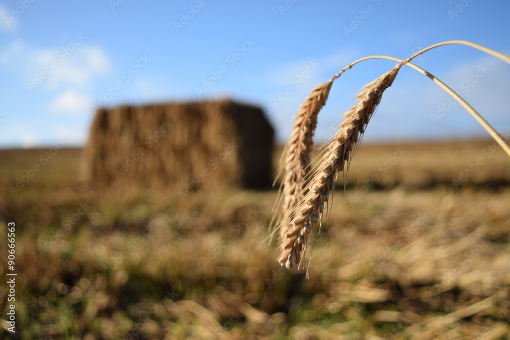 Wheat harvest with straw bale in background Stock Photo | Adobe Stock