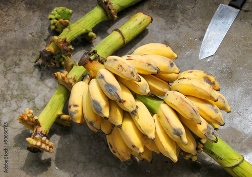 Musa sapientum Linn. or cultivated banana photo