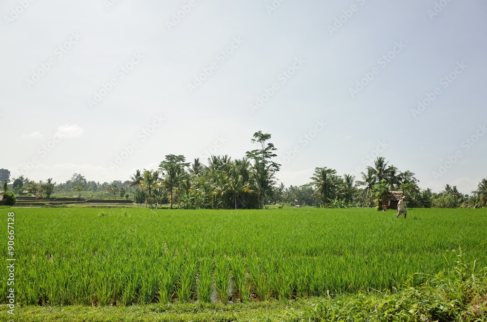 rice field inn bali