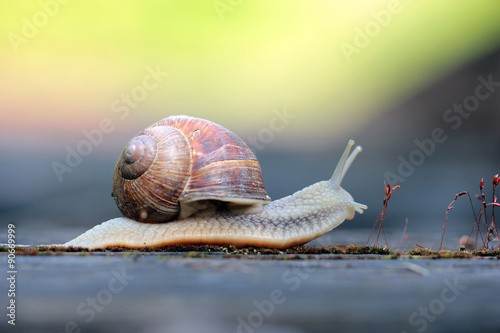 Garden snail © butterfly-photos.org