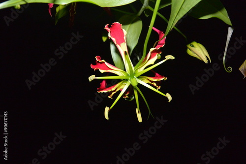 fleur fond noir