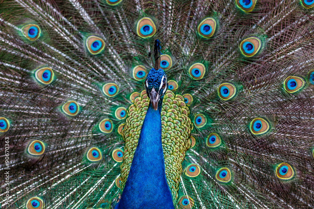 Obraz premium 孔雀のポートレート