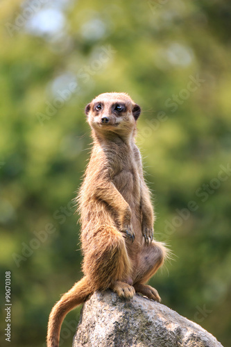 Wallpaper Mural ミーアキャット Torontodigital.ca