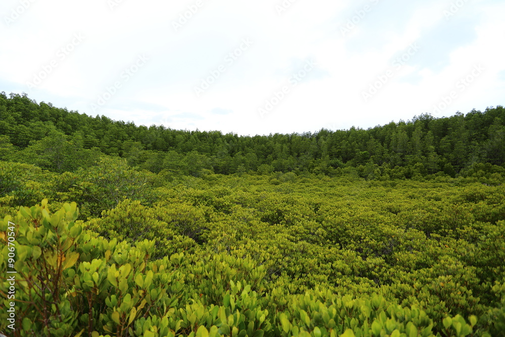 Mangrove trees of Prong Thong forest,Thailand