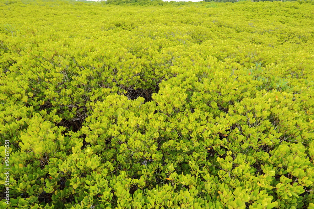Mangrove trees of Prong Thong forest,Thailand Mangrove trees of Prong Thong forest,Thailand