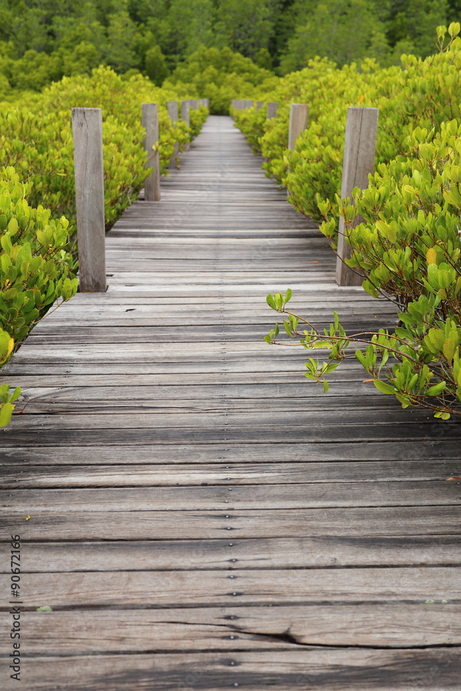 Walkway made from wood and mangrove field 
