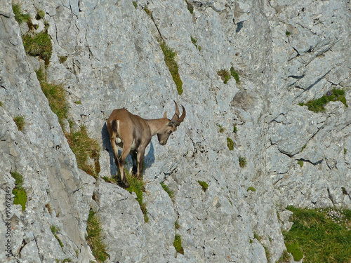 Bouquetin sur falaise