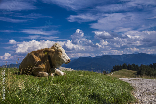 Kuh am Wegesrand zwischen Blomberg und Heiglkopf © Andy Ilmberger
