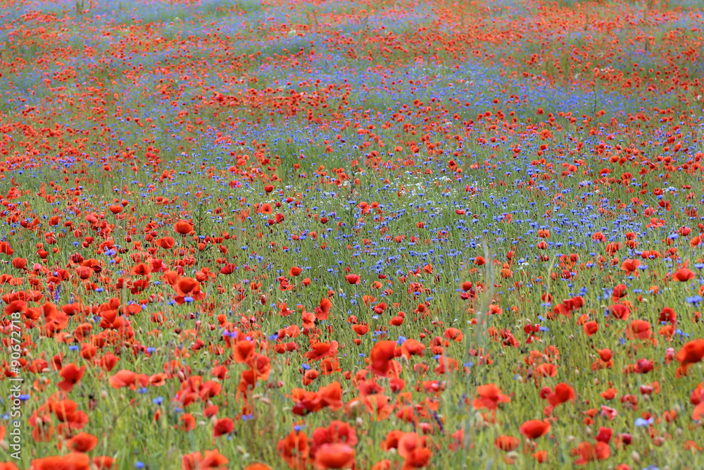 Wild flower meadow with poppies and Cornflowers 