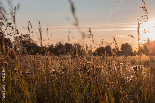 Золотая полевая трава под заходящим солнцем. Закат.