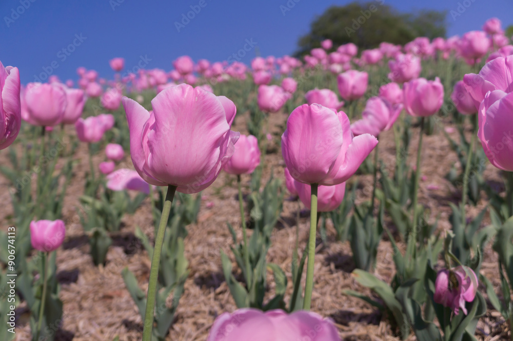 Fototapeta premium Many pink tulips over blue sky in osaka park.
