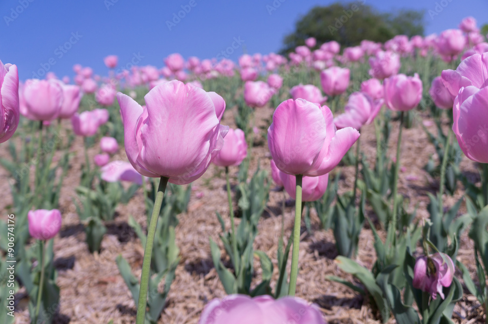 Many pink tulips over blue sky in osaka park. Many pink tulips over blue sky in osaka park.