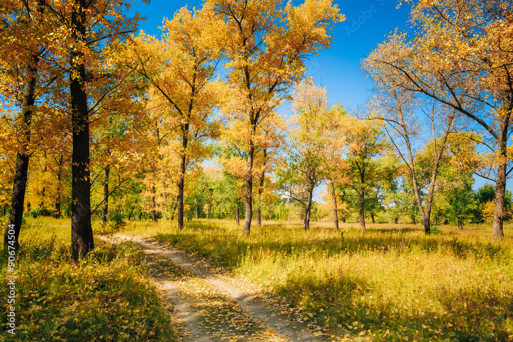 Sunny Day In Autumn Sunny Forest Trees, Green Grass. Nature Wood