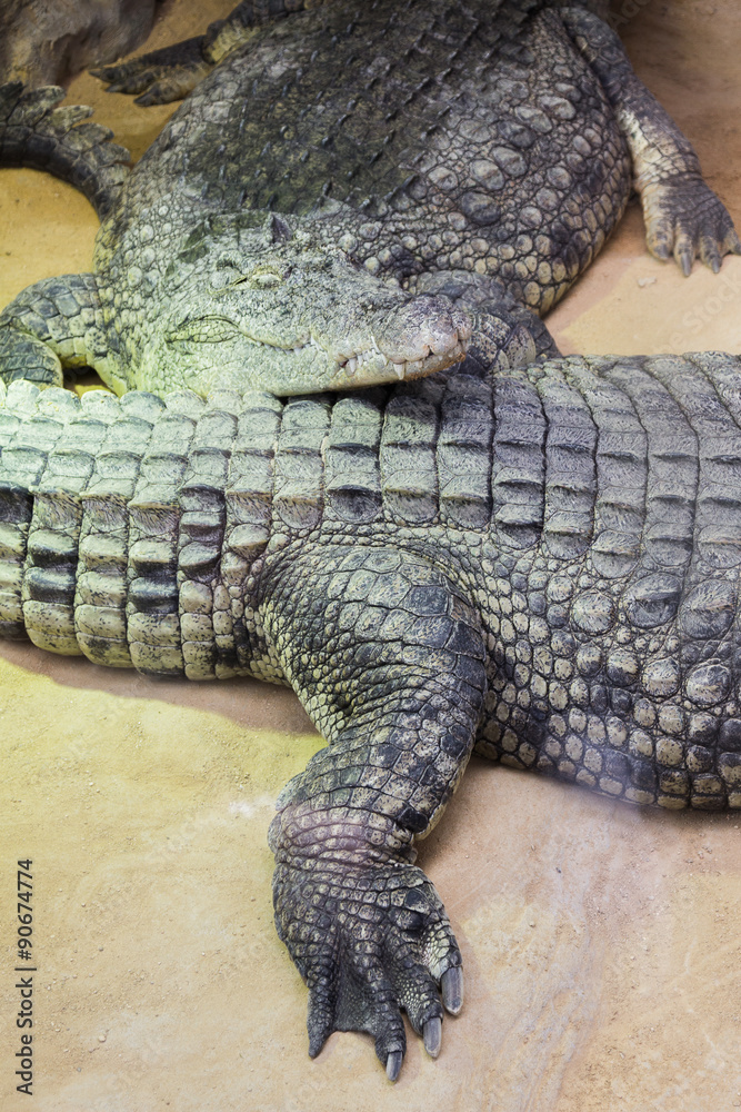 Obraz premium group of dangerous Nile crocodiles resting (Crocodylus niloticus
