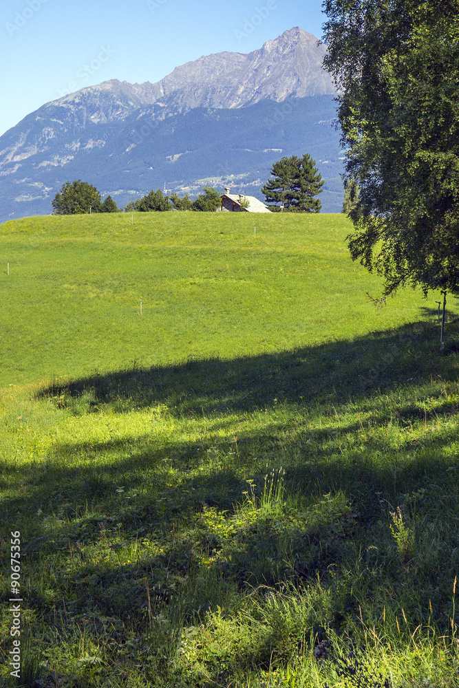 Alpine green meadow. Color image