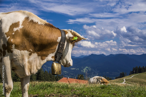 Kuh auf dem Blomberg bei Bad Tölz lässt Kuhglocke läuten