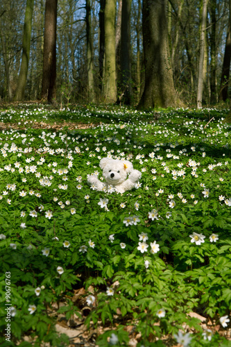 Frühjahr - Ein Teddybär in schickt Blumengrüße photo