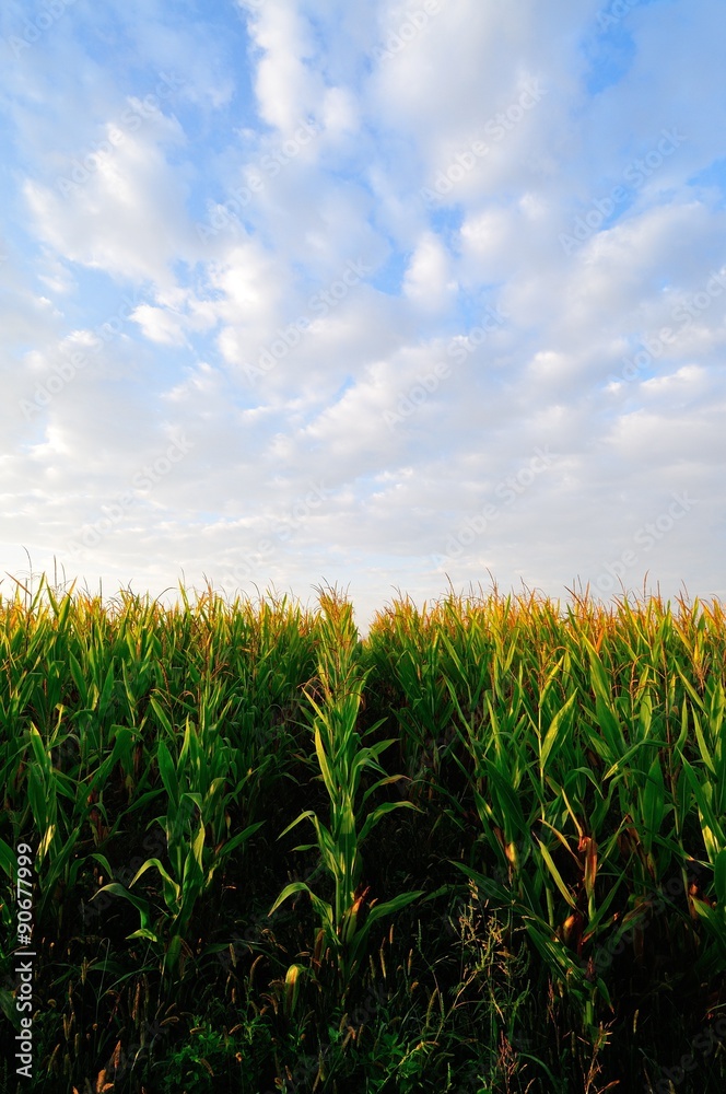 Fototapeta premium Corn field at early autumn,