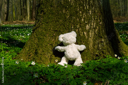 Teddy umarmt Baum photo