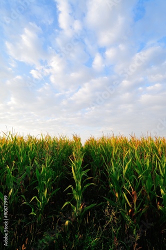 Corn field at early autumn,