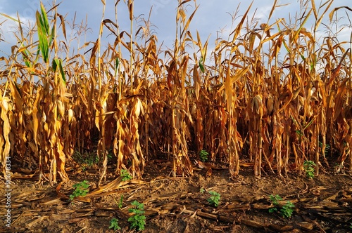 Photo Corn field at early autumn,