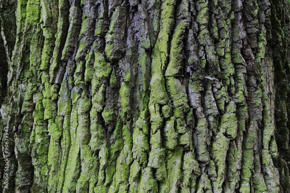 oak bark texture oak bark texture
