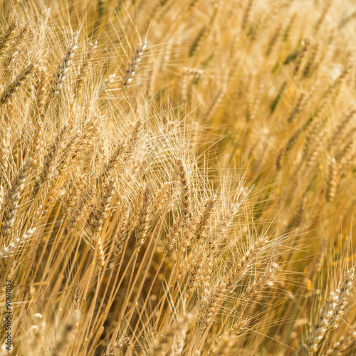 the wheat © Pavel Timofeev