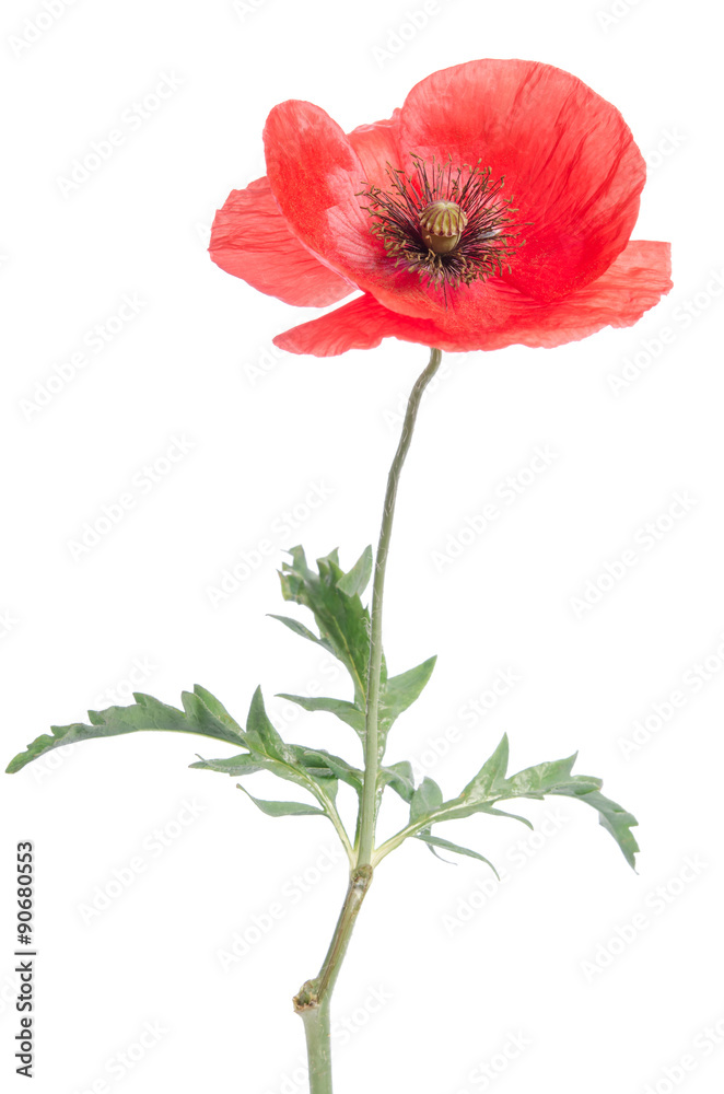 Fototapeta premium single red poppy isolated on white