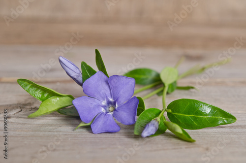 Beautiful blue flower periwinkle on wooden background