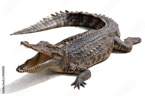Fotobehang crocodile
