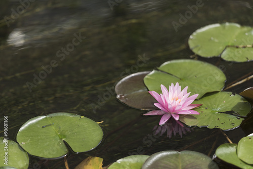 水面に映り込むスイレン