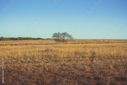 steppe Don (Russia) and solitary tree photo