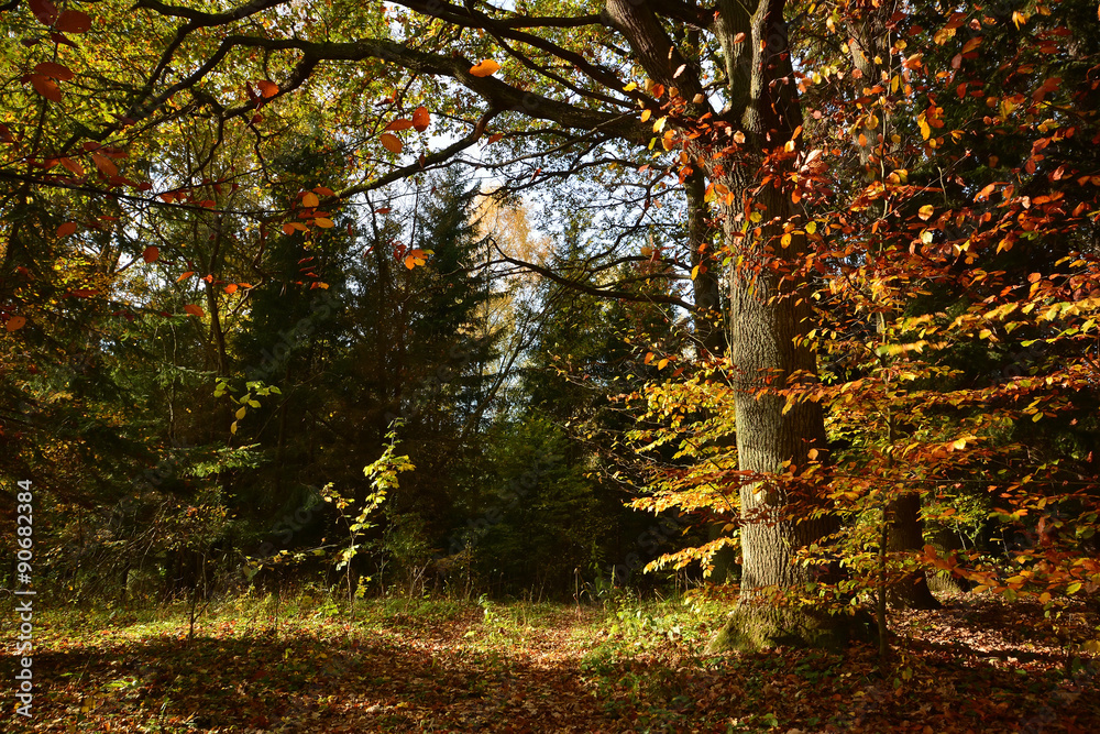 Obraz premium road in autumn forest