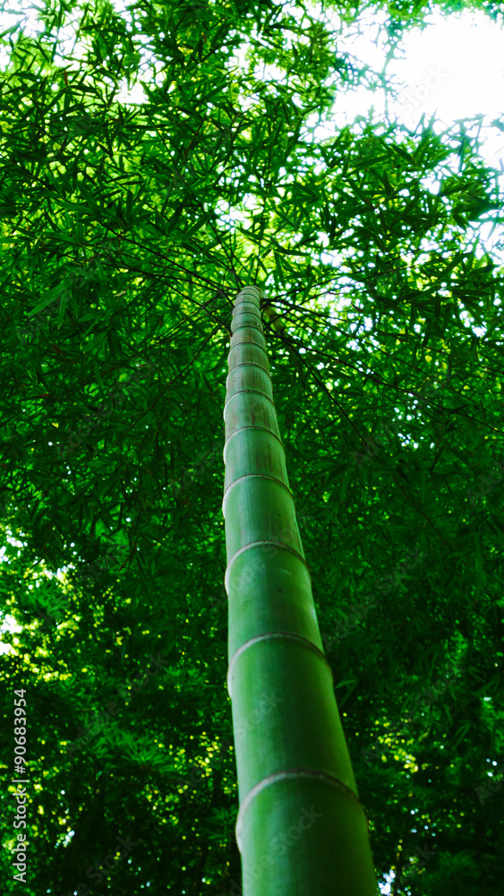 Fototapeta premium bamboo(Bamboo of Japan)