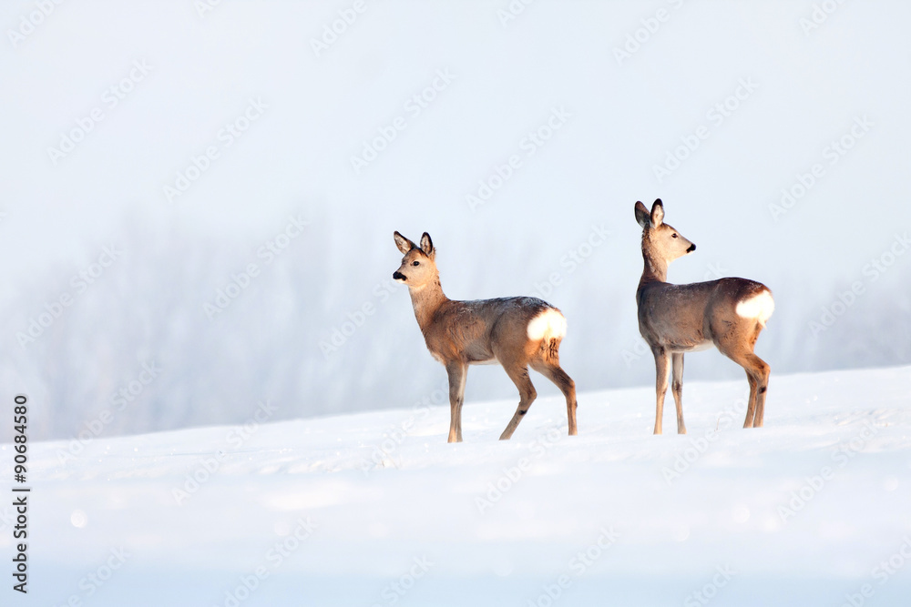 Fototapeta premium Deer in winter in a sunny day.