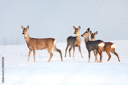 Roe deer group in winter in a sunny day.
