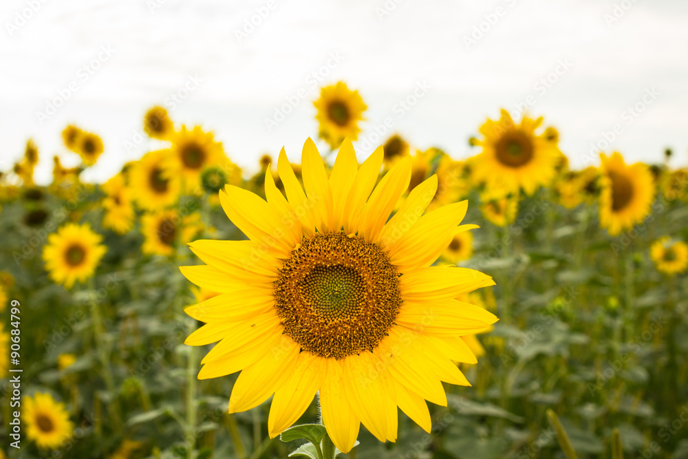 Field of sunflowers in bloom