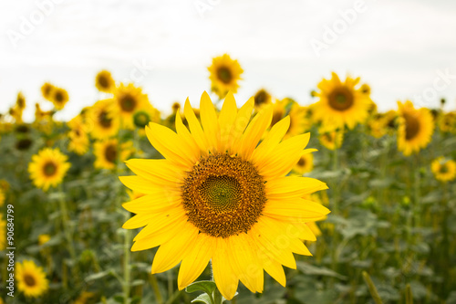 Field of sunflowers in bloom