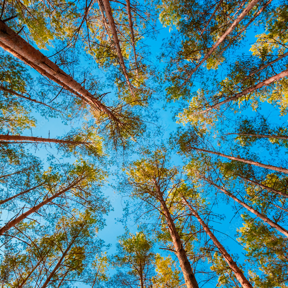 Fototapeta premium Looking Up In Autumn Pine Coniferous Forest Tree To Canopy