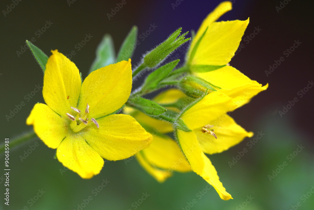 Lysimachia vulgaris come from Eastern Europe Lysimachia vulgaris come from Eastern Europe
