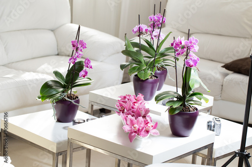 Fototapeta Naklejka Na Ścianę i Meble -  Growing pink orchid with petals arrangment in interior
