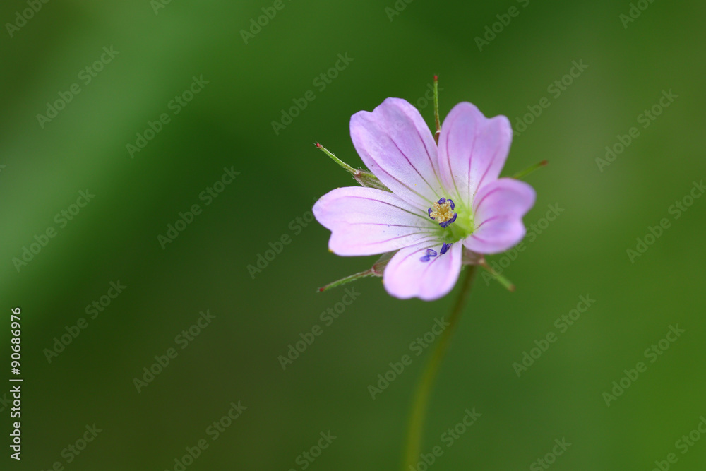 Colorful pink and purple wildflower against green background Colorful pink and purple wildflower against green background