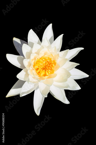 Lotus on black background. water lily