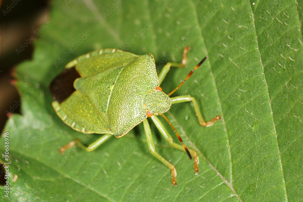 Green Shield Bug Green Shield Bug