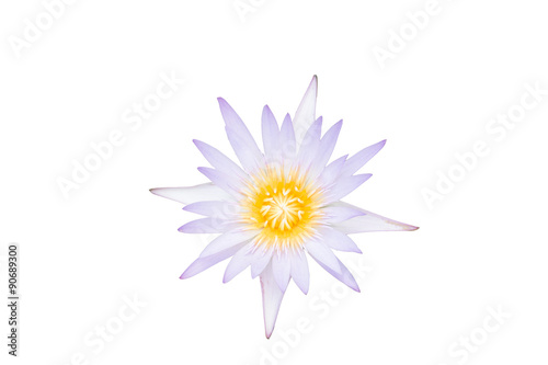 lotus on white background. water lily