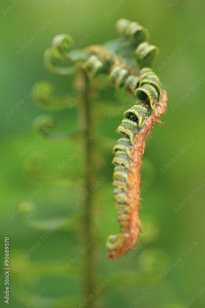 Photo of green fern growing in forest Photo of green fern growing in forest