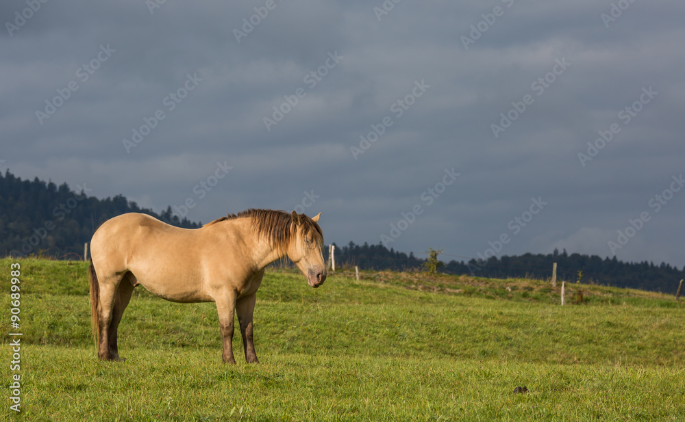 Obraz premium cheval au pré