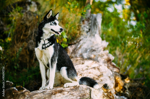 Fotografía Young Happy Husky Eskimo Dog Sitting On Trunk Of A Fallen Tree